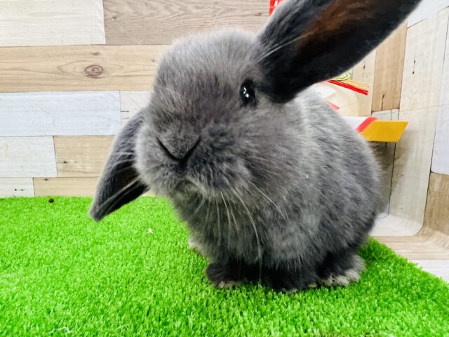 ロップイヤーラビット