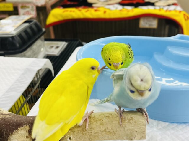 セキセイインコ