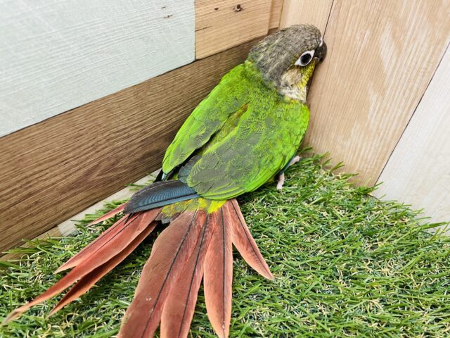 ワキコガネウロコインコ