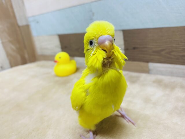 セキセイインコ