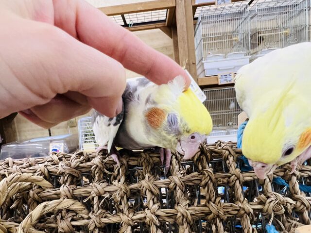 オカメインコ