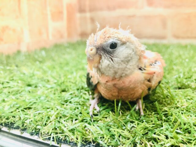 アキクサインコ（秋草インコ）
