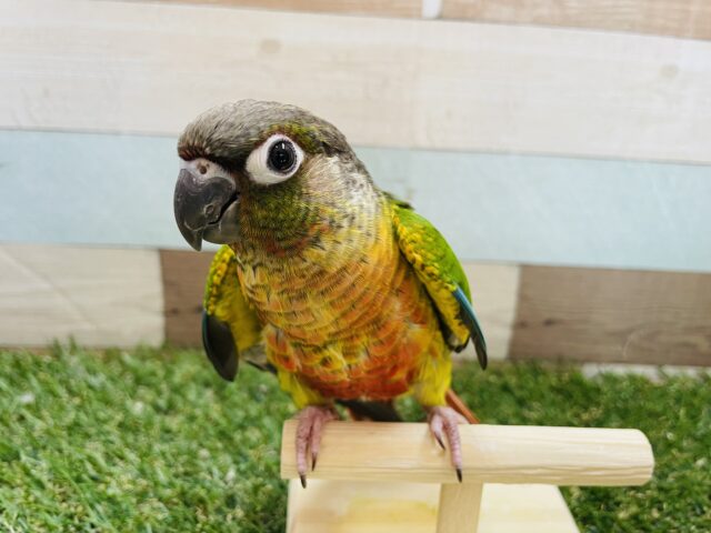 ワキコガネウロコインコ