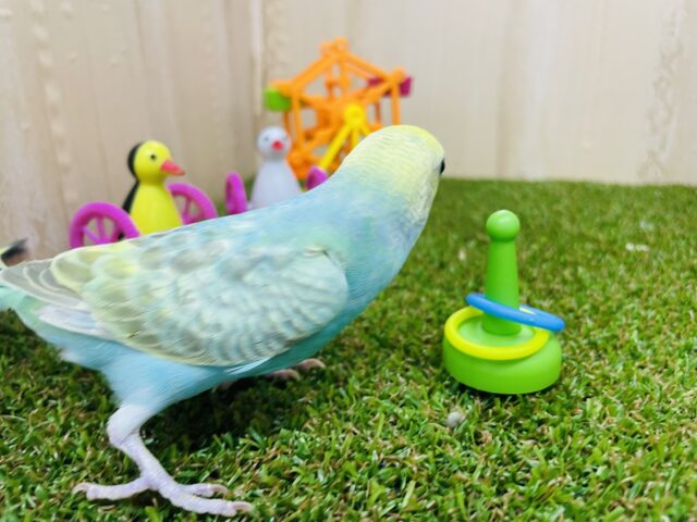 セキセイインコ