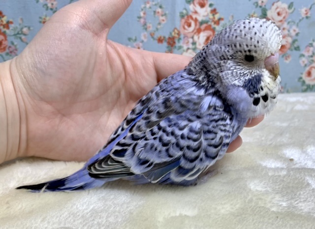 ジャンボセキセイインコ