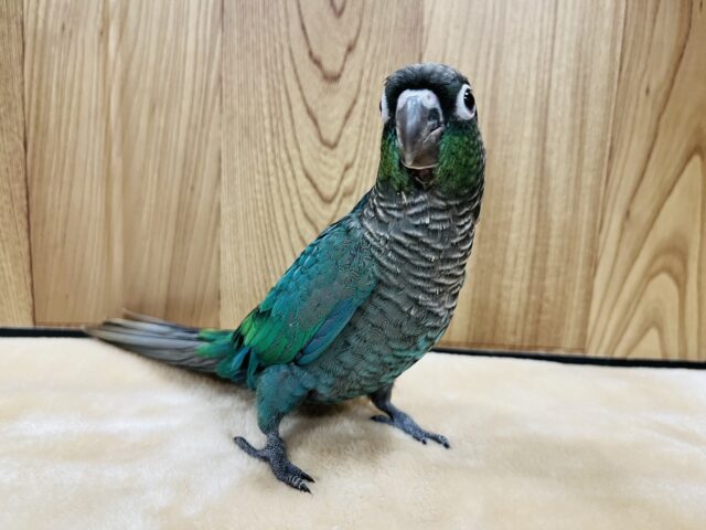 ホオミドリウロコインコ