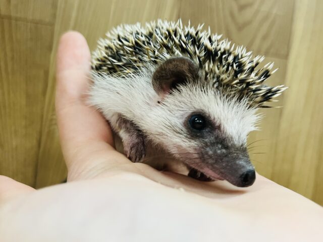 ハリネズミ（ヨツユビハリネズミ）