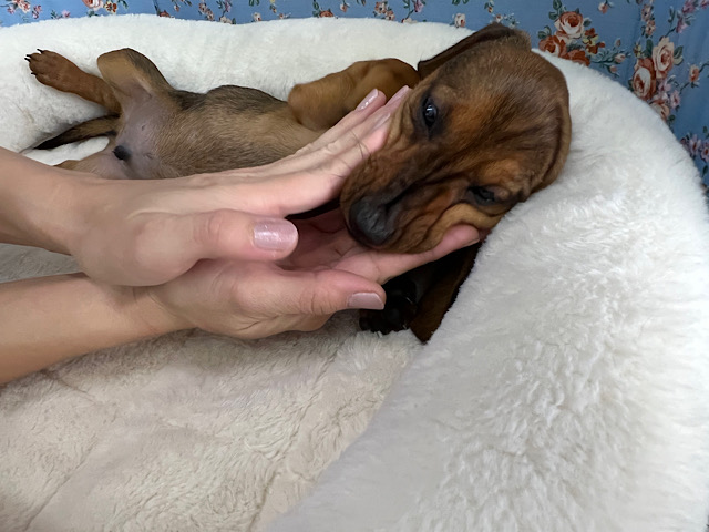 スタンダードダックス