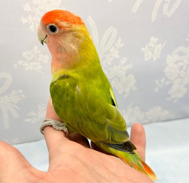 コザクラインコ（小桜インコ）