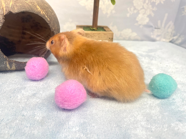 光沢感✨️サテンハムスター男の子2022年11月生まれ ゴールデンハムスター