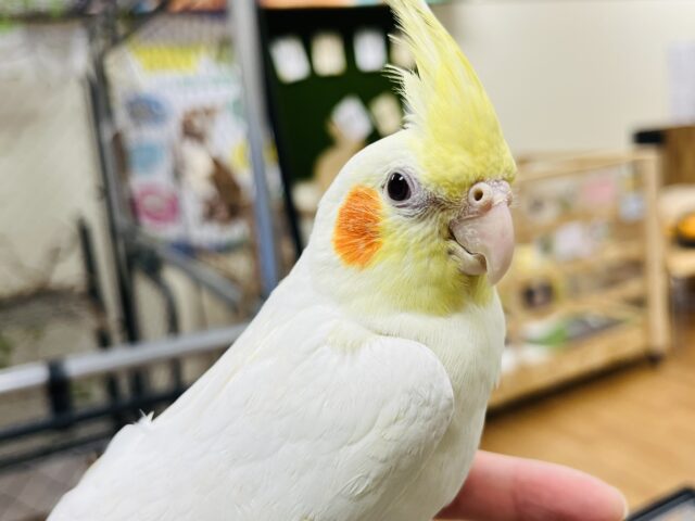 オカメインコ