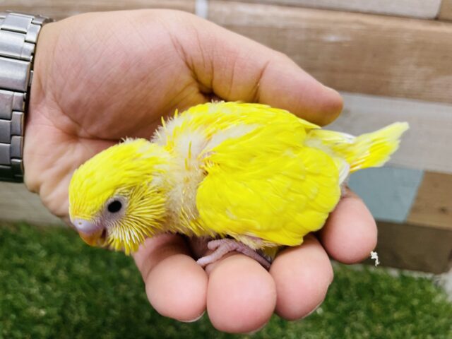 セキセイインコ