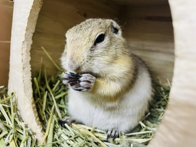 リチャードソンジリス