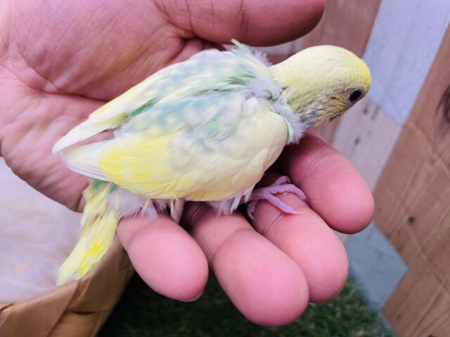 セキセイインコ