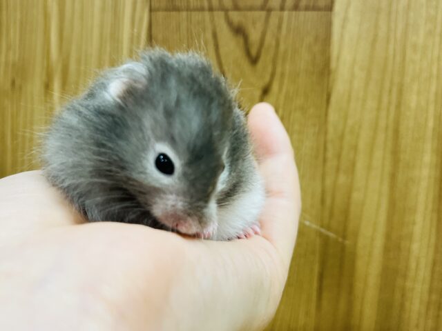 ゴールデンハムスター