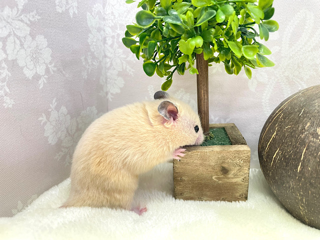 ゴールデンハムスター