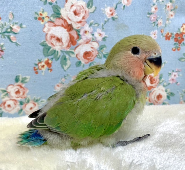 コザクラインコ（小桜インコ）
