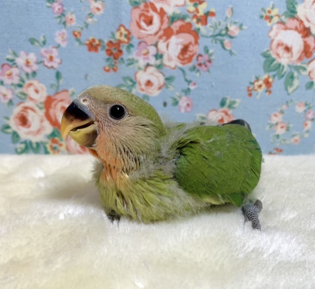 コザクラインコ（小桜インコ）