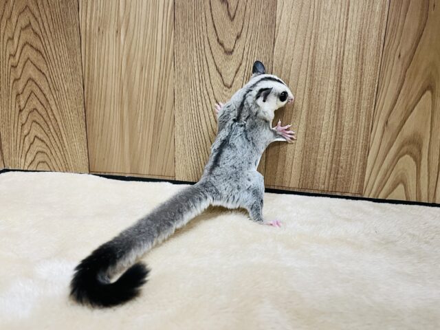 フクロモモンガ