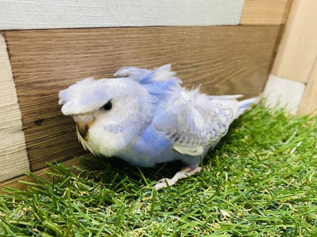 羽衣セキセイインコ