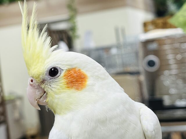 オカメインコ