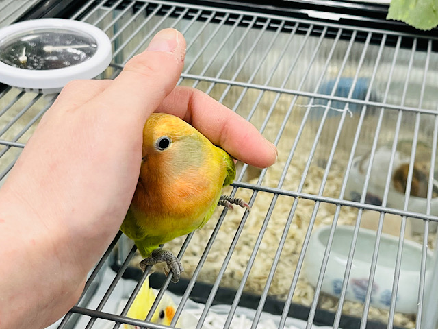 コザクラインコ（小桜インコ）