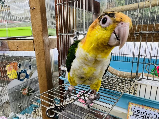 シロハラインコ