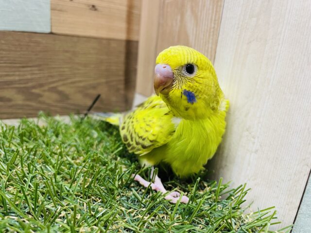 セキセイインコ