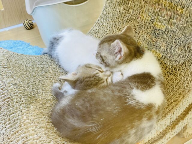 スコティッシュフォールド