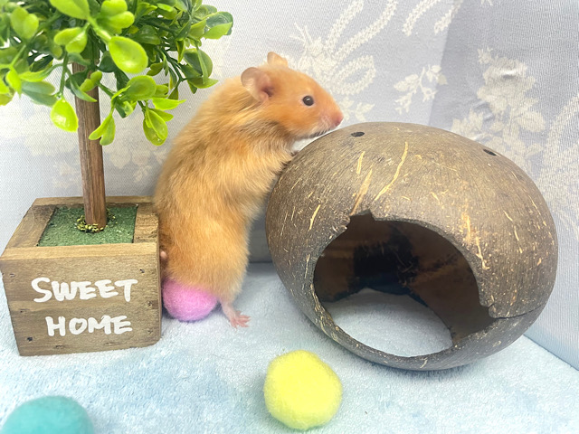 光沢感✨️サテンハムスター男の子2022年11月生まれ ゴールデンハムスター