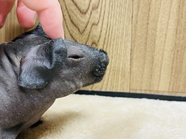 スキニーギニアピッグ