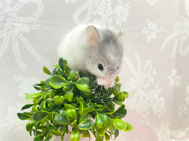 ゴールデンハムスター