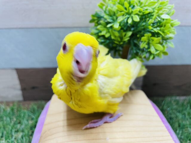 サザナミインコ