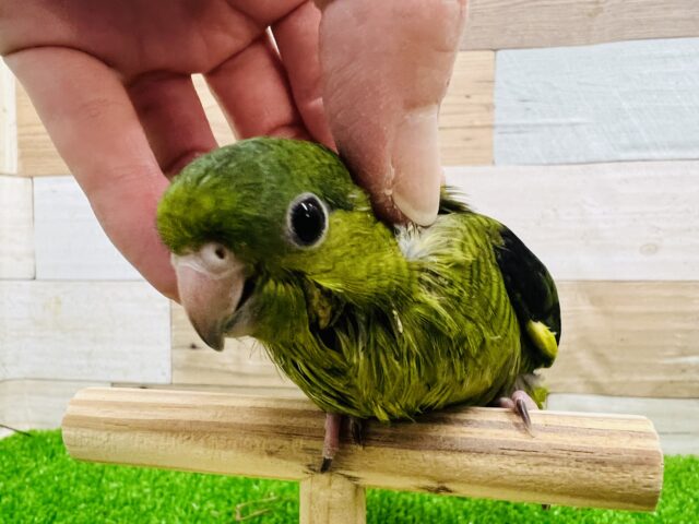 サザナミインコ