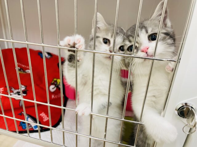 スコティッシュフォールド