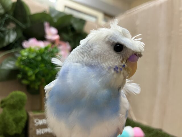 羽衣セキセイインコ