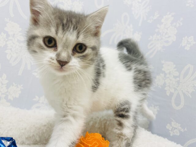 スコティッシュフォールド