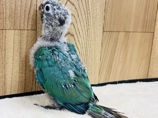 ホオミドリウロコインコ