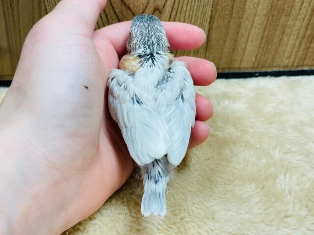 シルバー文鳥