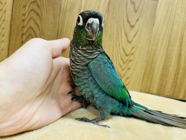 ホオミドリウロコインコ