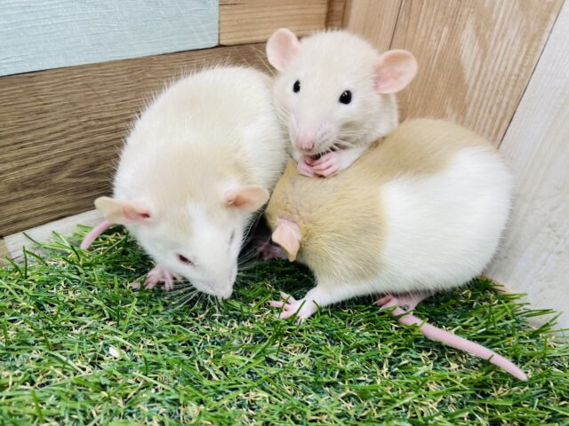 ファンシーラット