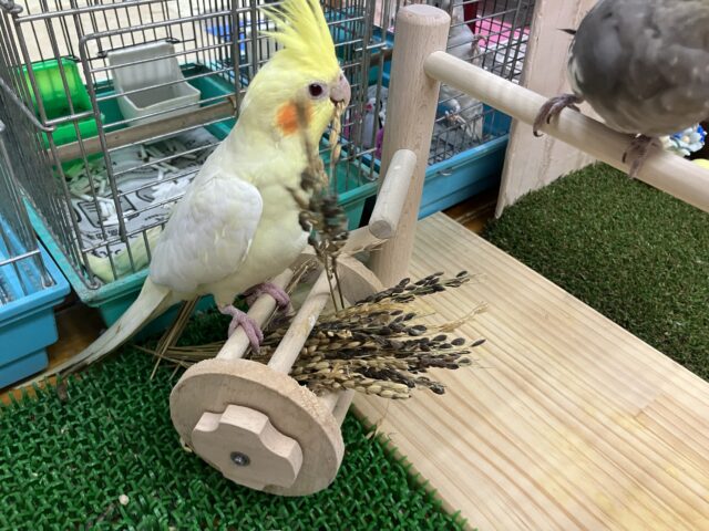 オカメインコ