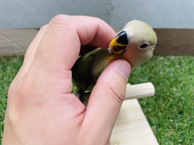 コザクラインコ（小桜インコ）