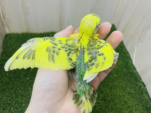 セキセイインコ