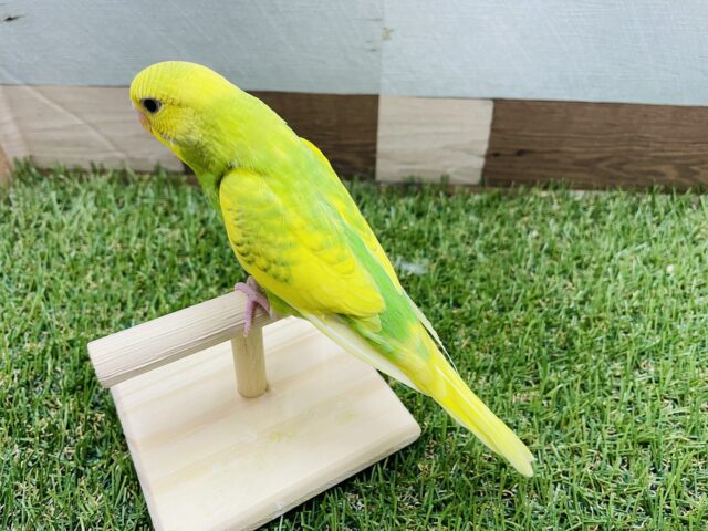 セキセイインコ