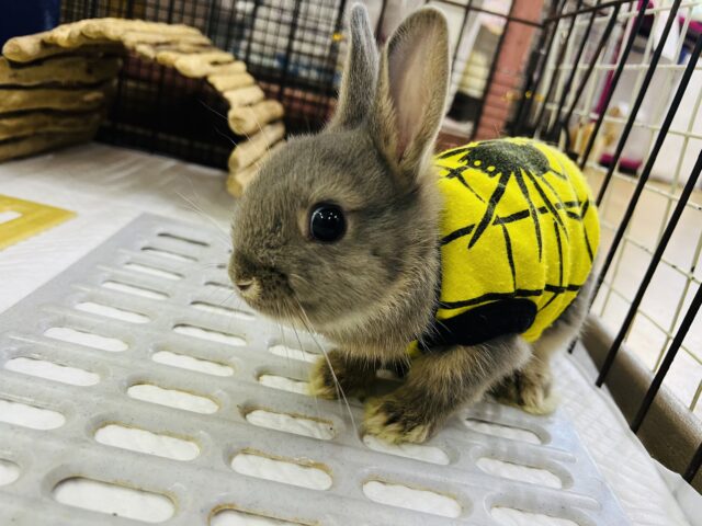 ネザーランドドワーフ