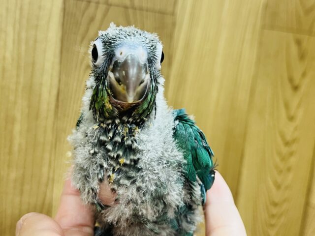 ホオミドリウロコインコ