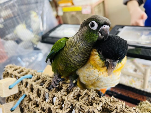 ホオミドリウロコインコ