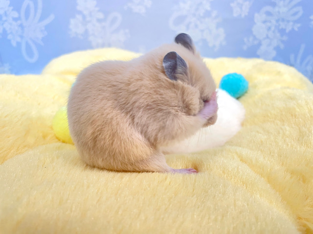 ゴールデンハムスター