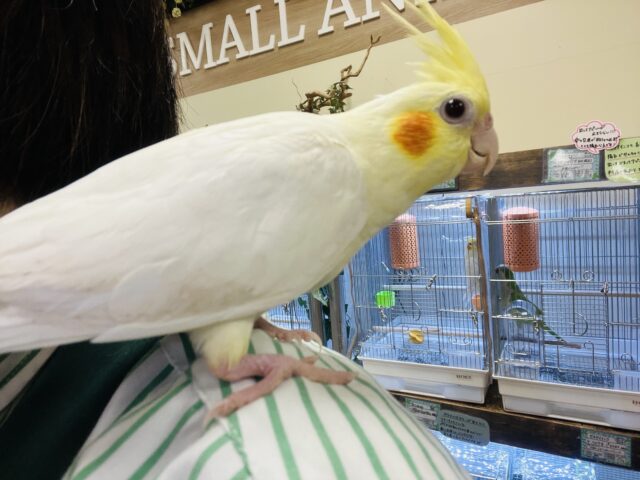 クリクリおめめ♡オカメインコ(ルチノー) オカメインコ